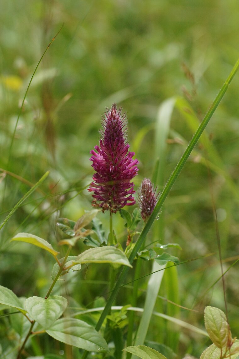 Trifolium incarnatum Trèfle incarnat