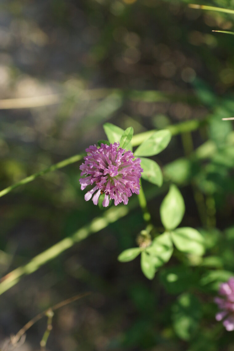 Trifolium sp