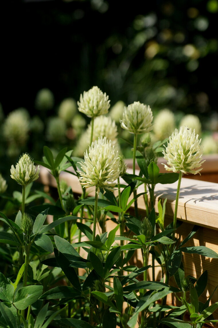 Trifolium sp