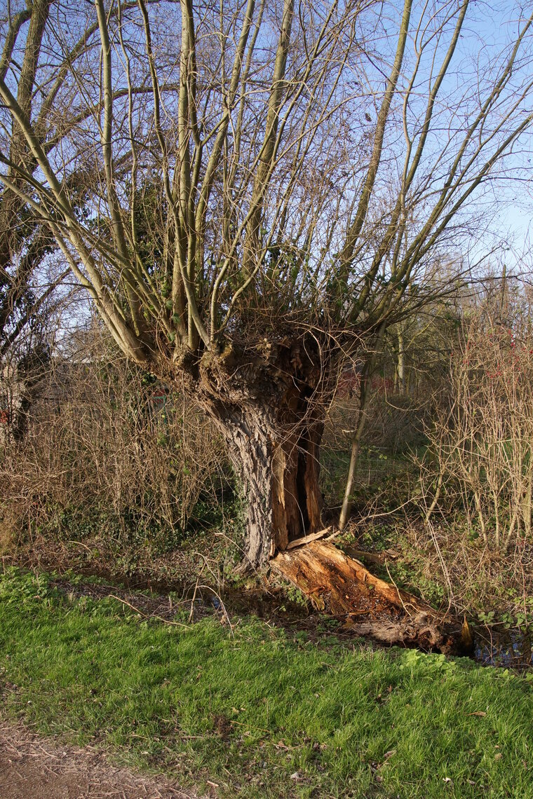 Trogne en péril