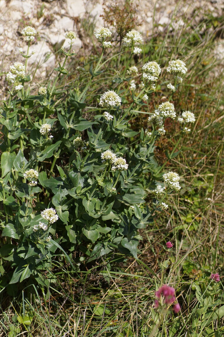 Valériane officinale