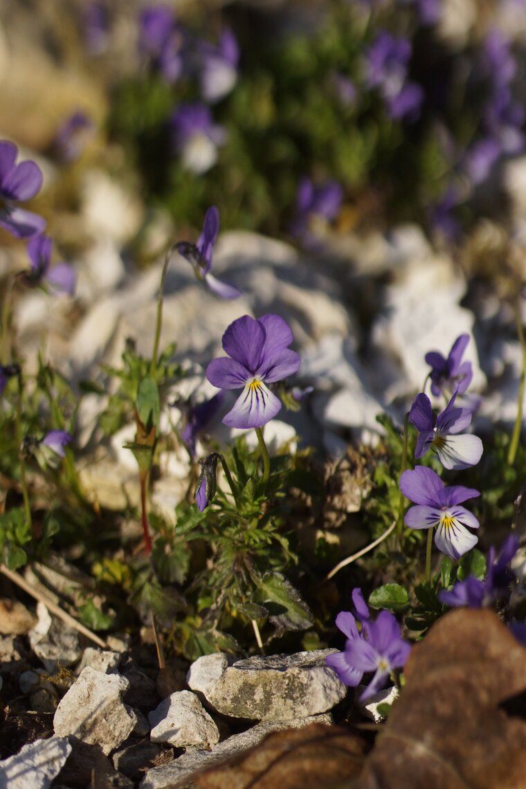 Violette de Rouen