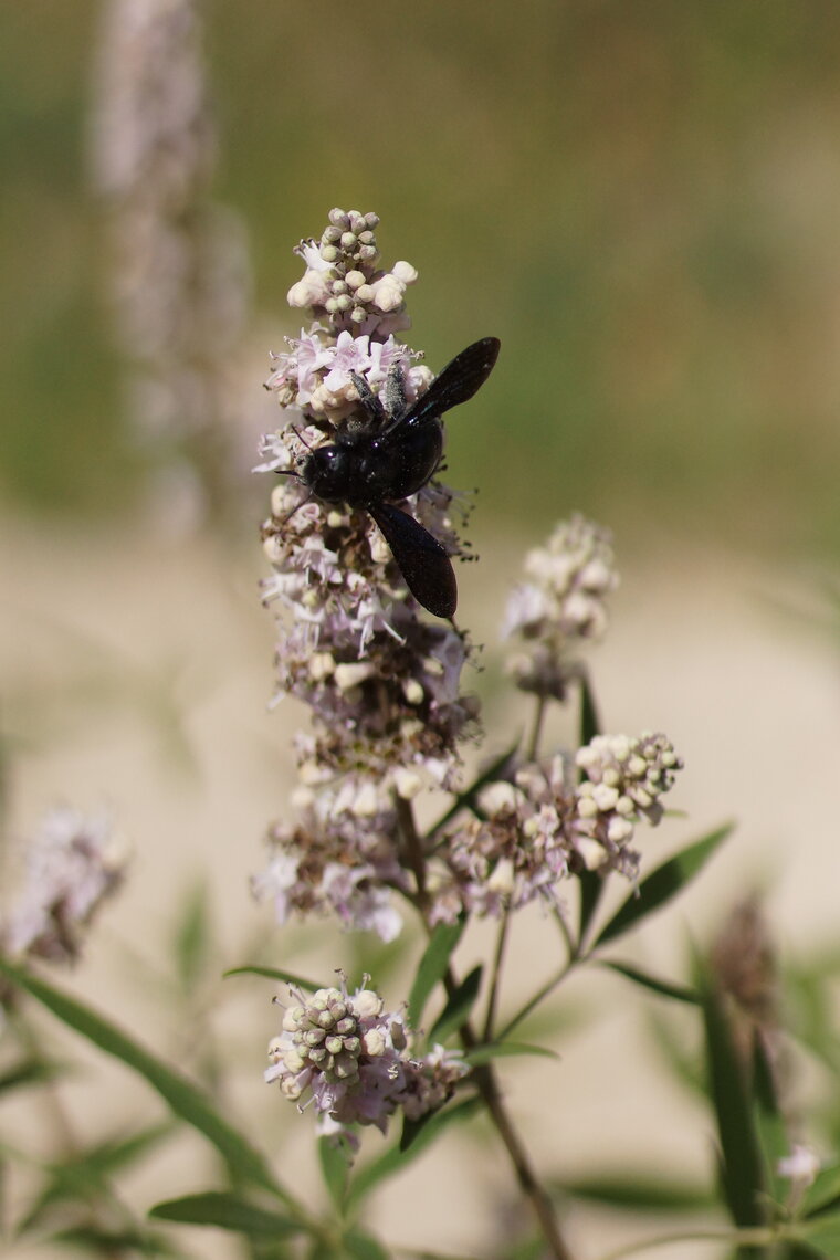 Xylocopa violacea sur une fleur de Vitex