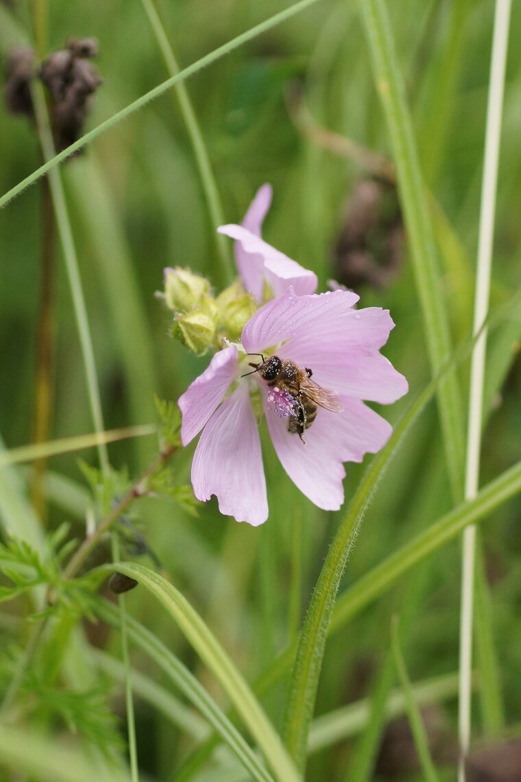 Abeille mellifère sur une Mauve sylvestre