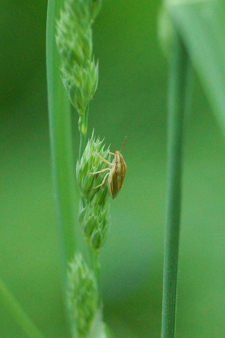 Aelia acuminata