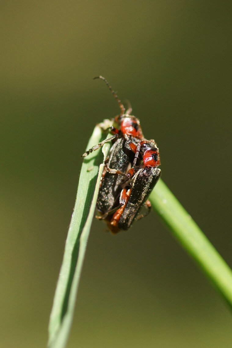 Cantharis rustica