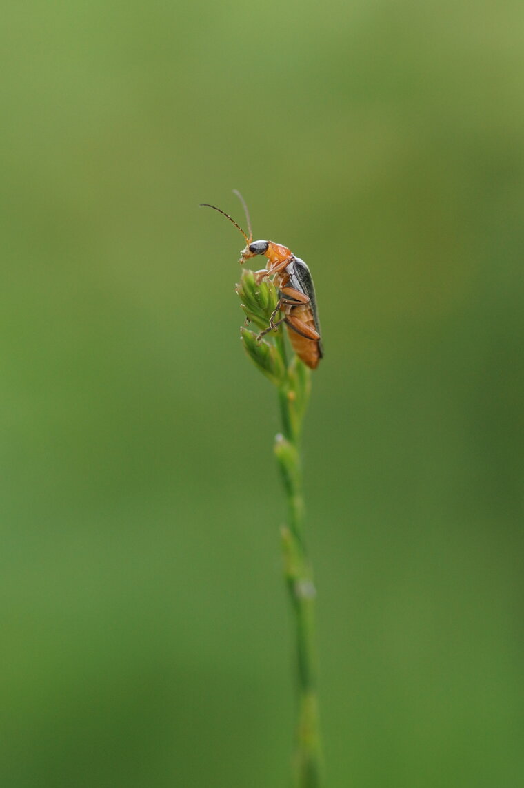 Cantharis sp