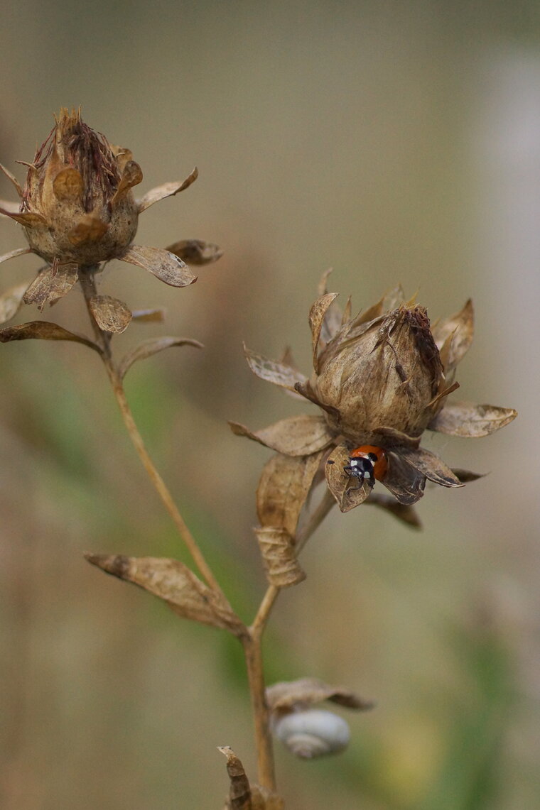 Coccinelle à 7 points