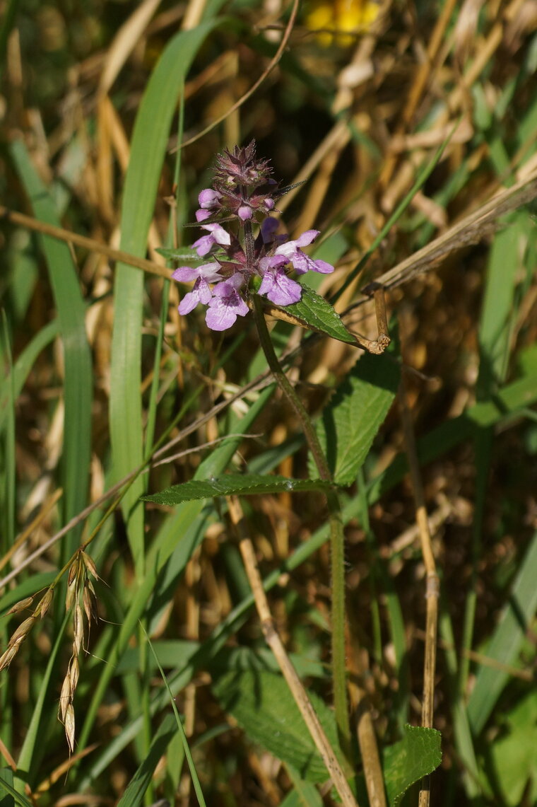 Epiaire des marais Stachys palustris