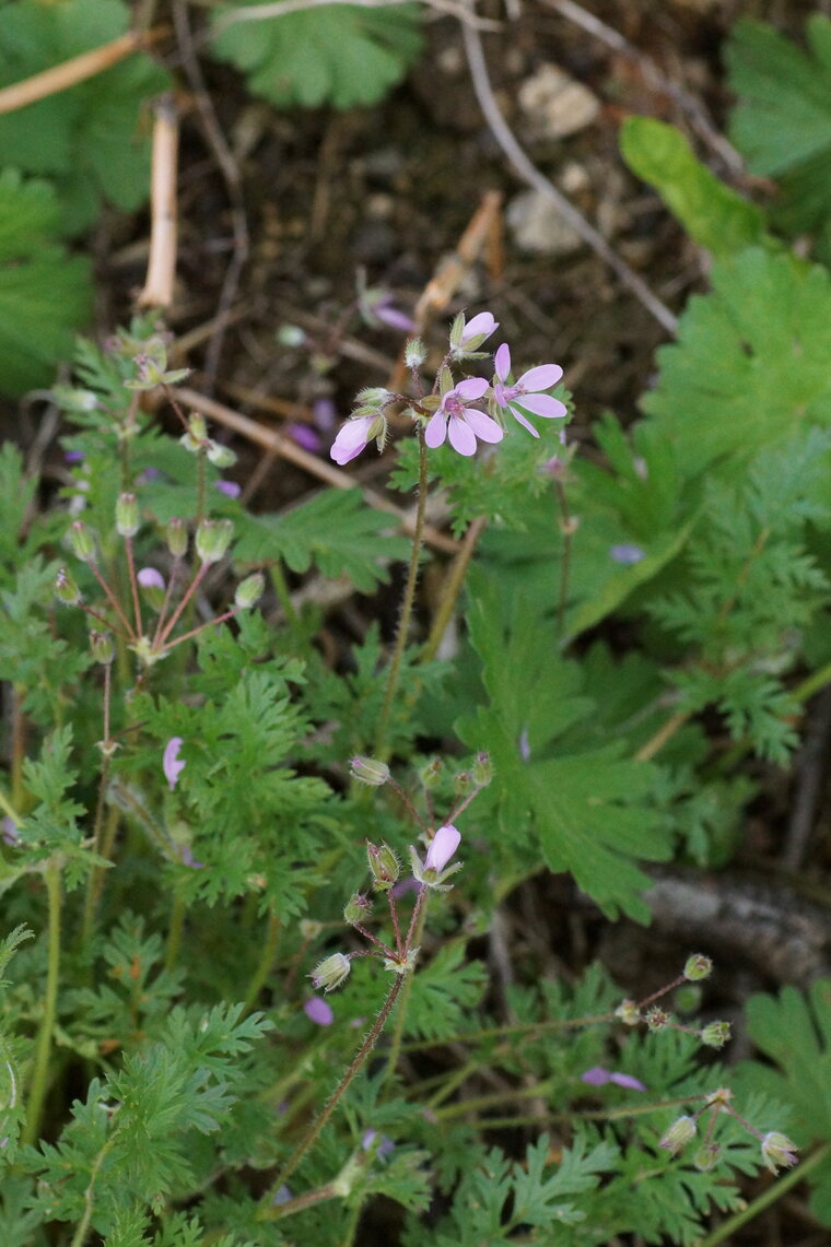 Erodium sp recadré