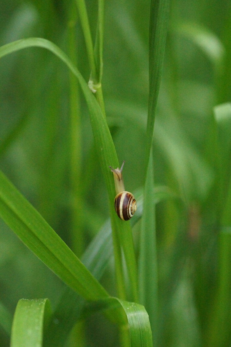 Escargot recadré