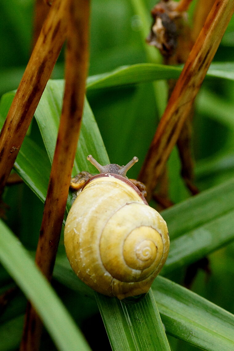 Escargot des haies 2