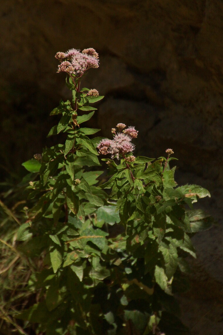 Eupatoire sp sous réserve