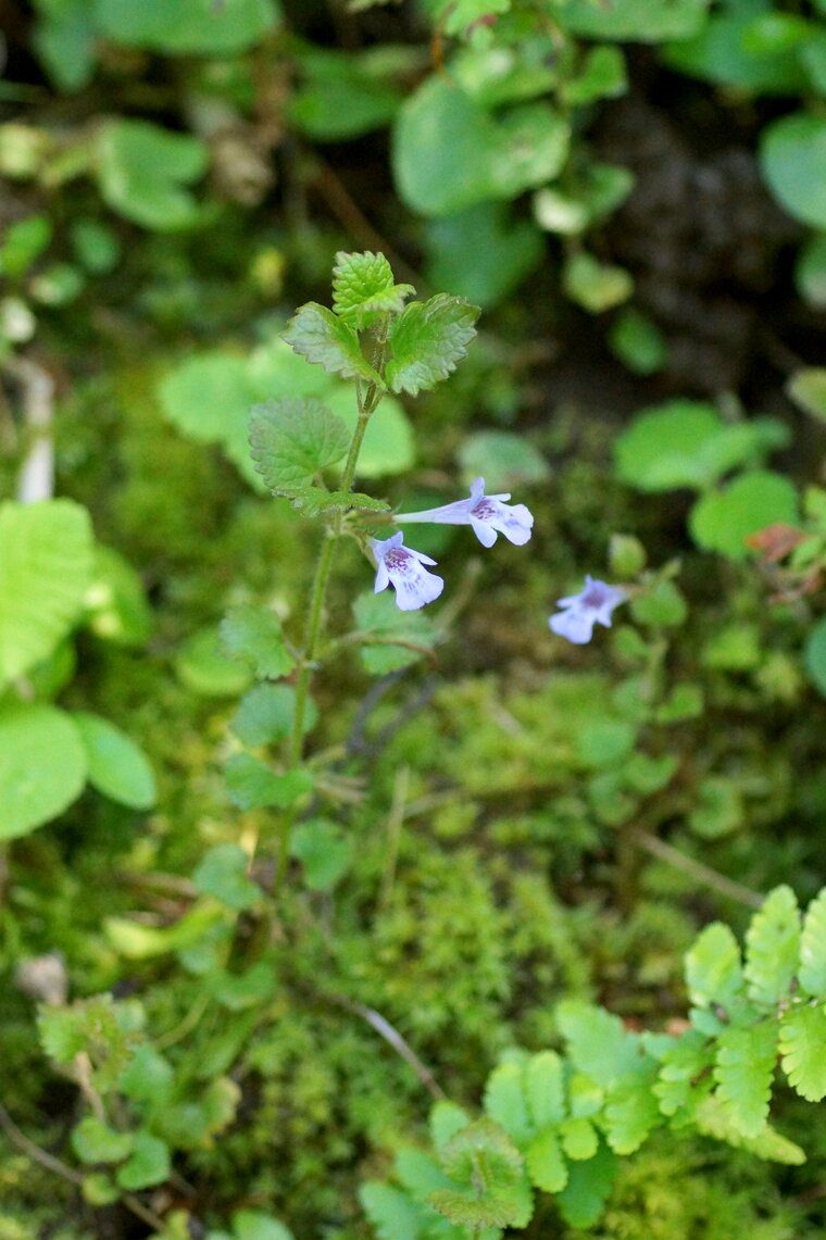 Glechoma hederacea Lierre terrestre