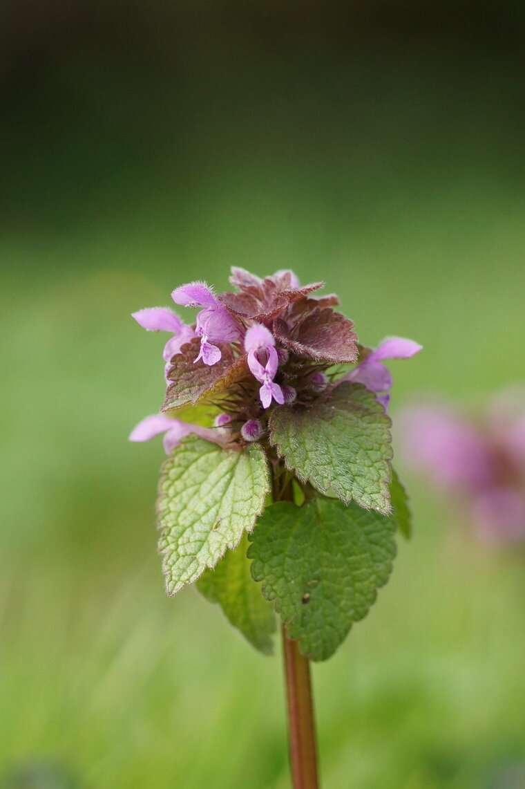 Lamium purpureum Lamier pourpre