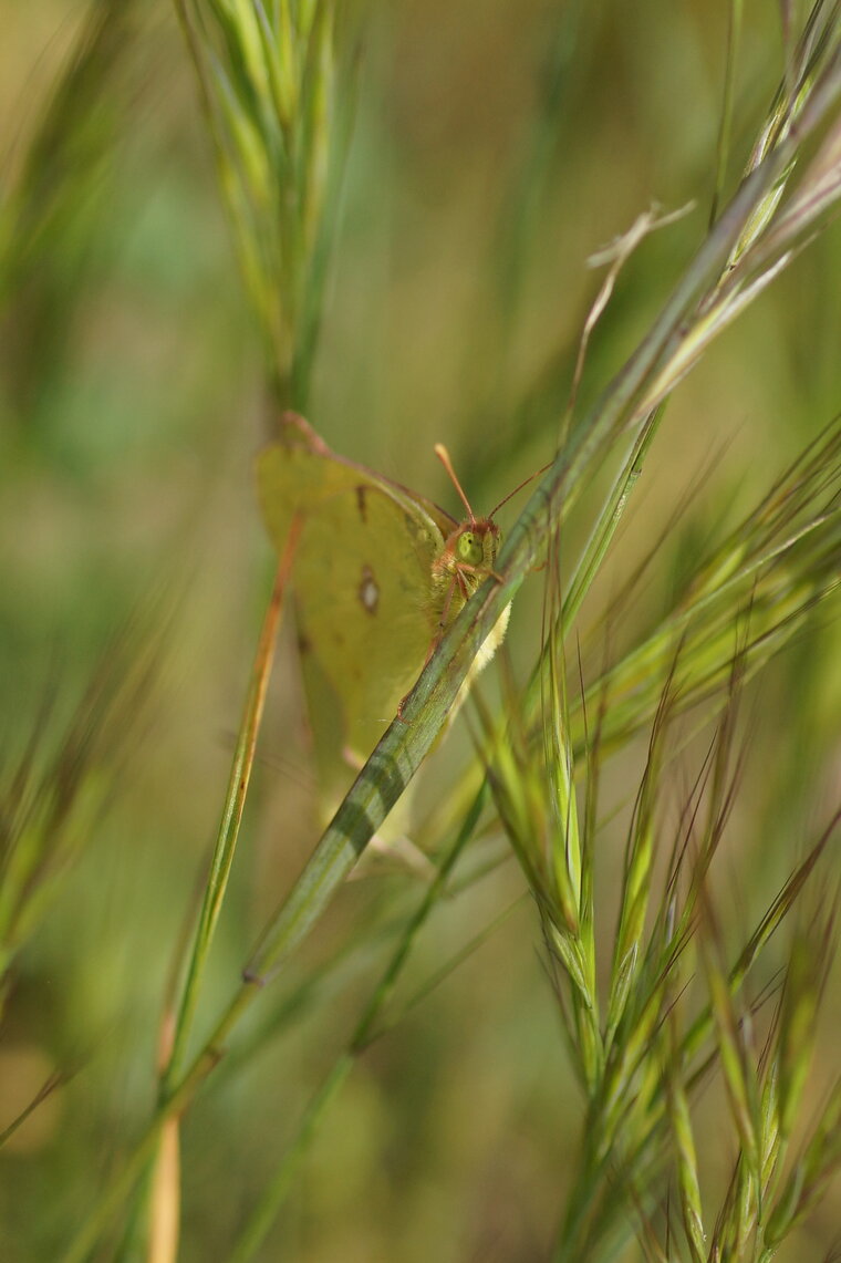 Le Fluoré Colias alfacariensis sous réserve 2