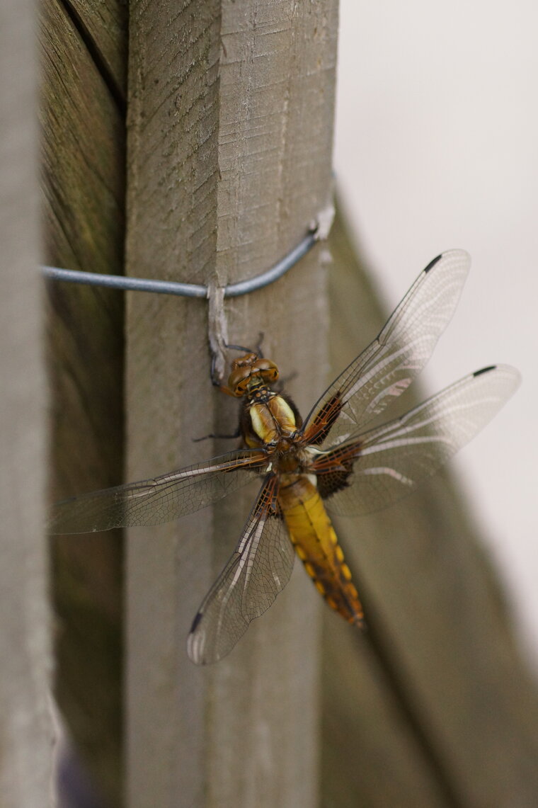 Libellula fulva 4