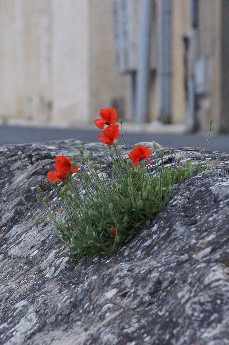 Papaver sp