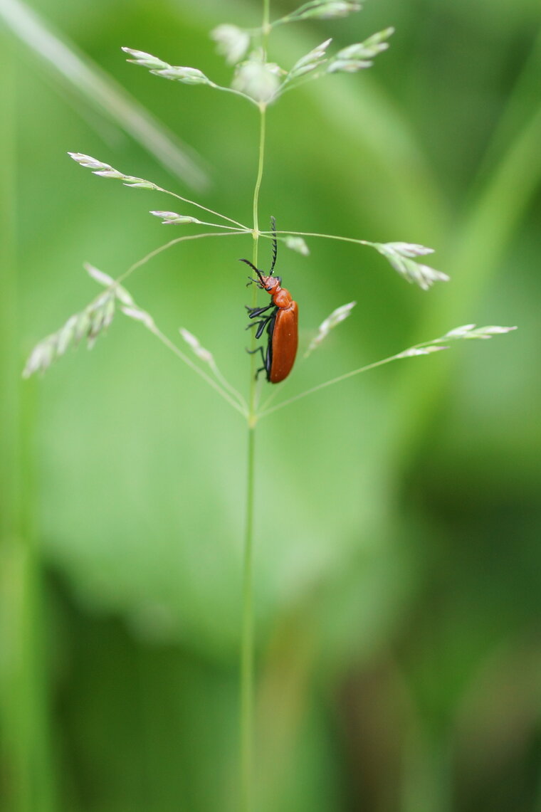 Pyrochroa serraticornis