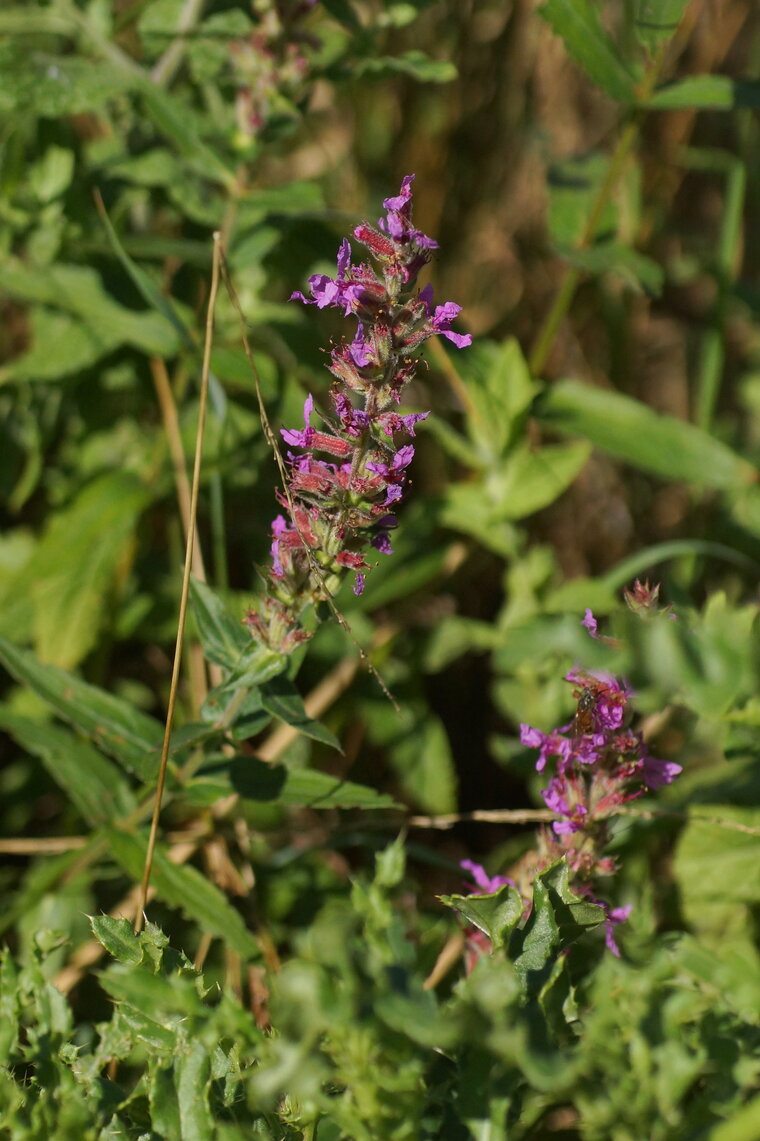 Salicaire officinale Lythrum salicaria