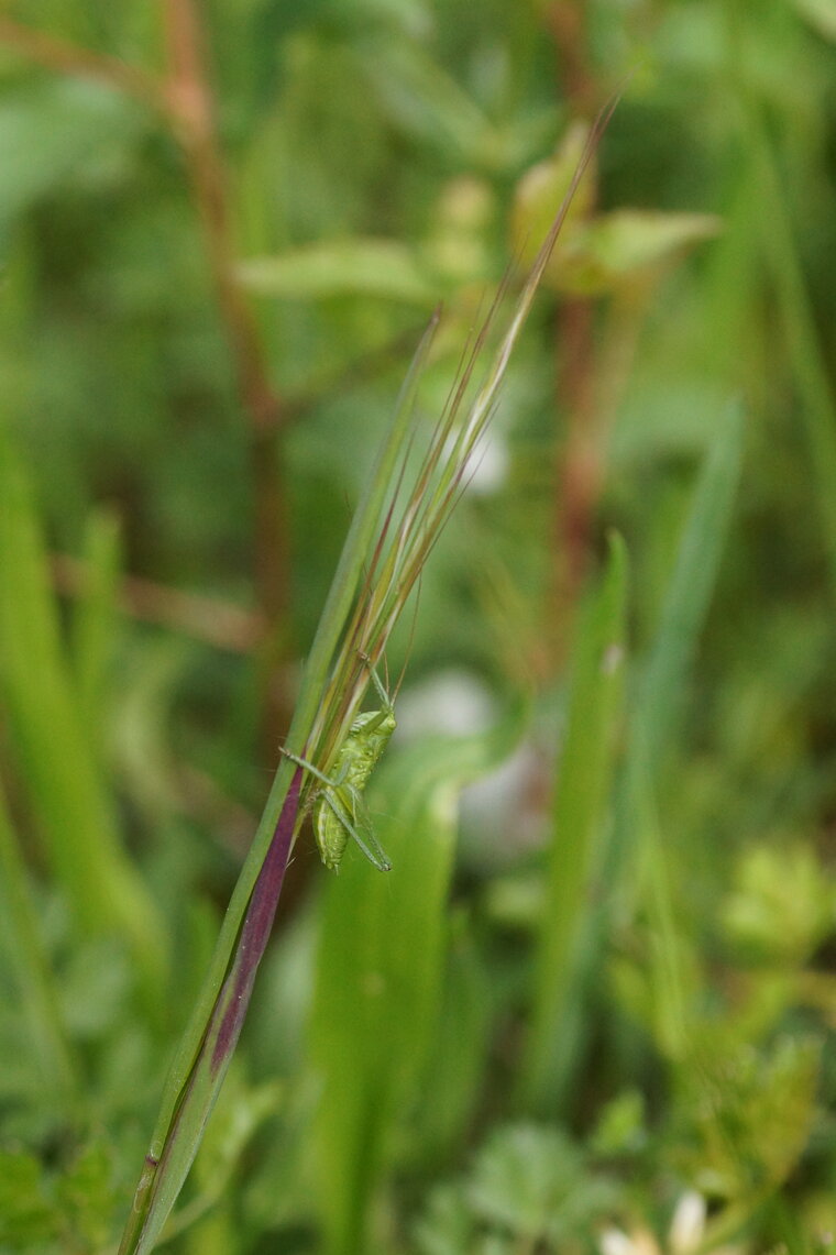 Sauterelle verte juvénile recadré