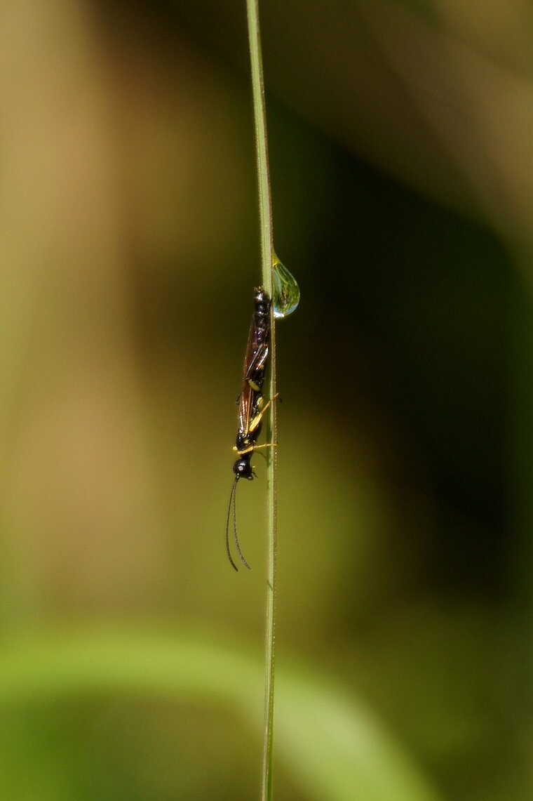 Tentrède sp 2