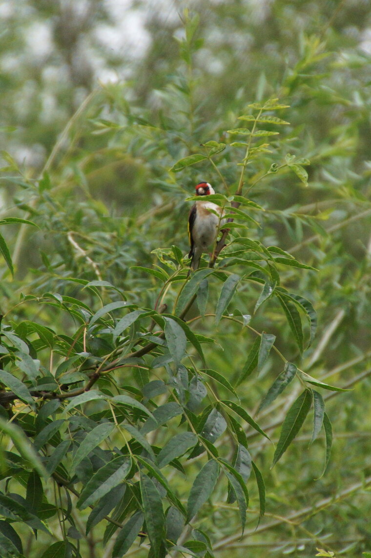 Chardonneret élégant