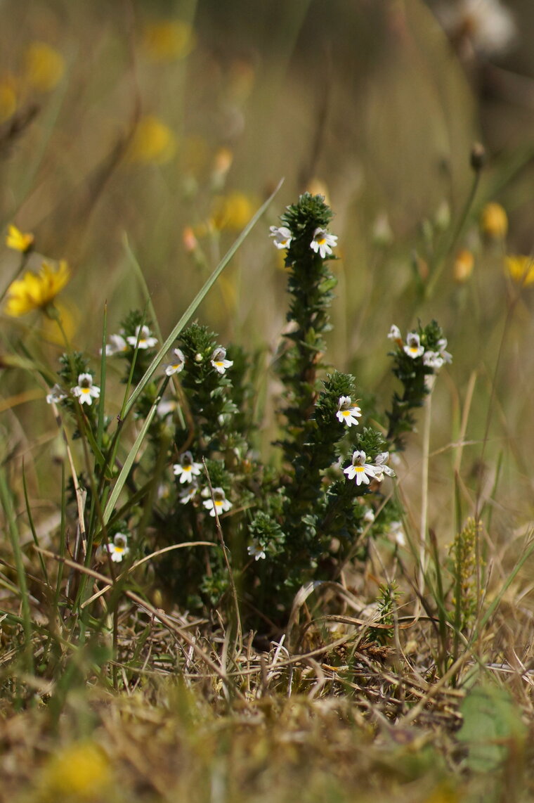 Euphrasia sp 2