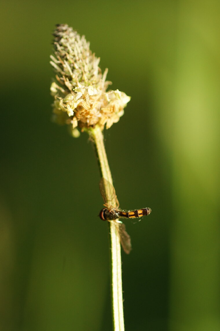 Melanostoma scalare