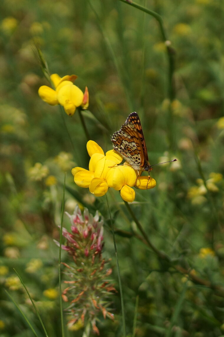 Mélitée du Plantain sur fleur de Lothier pédonculé