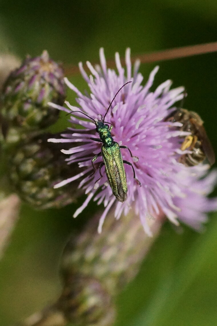 Oedemère sp