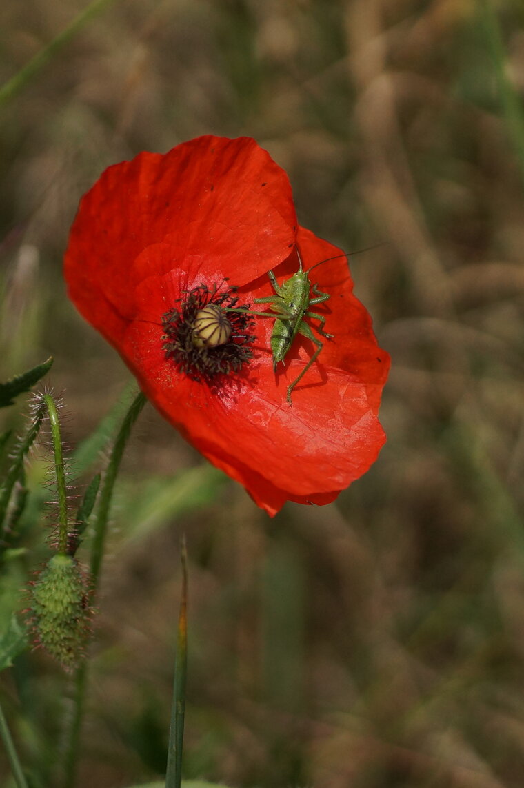 Papaver et Sauterelle verte