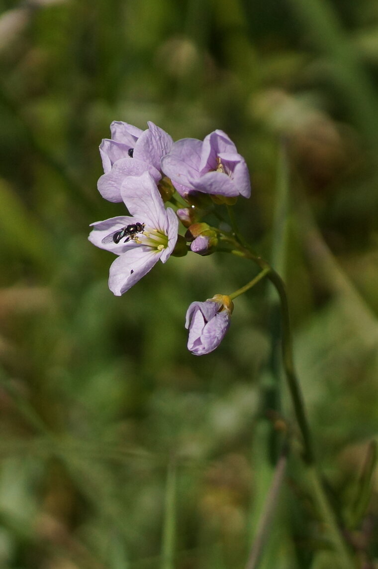 Syrphe sp sur Ffleur de cardamine des prés