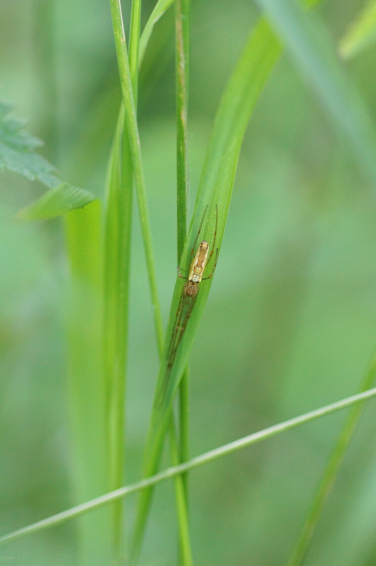 Tétragnathe sp