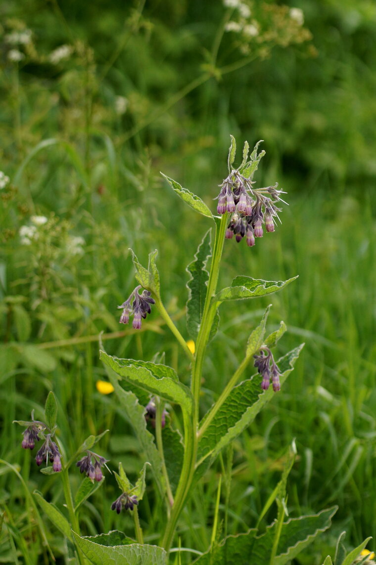 Consoude officinale sous réserve