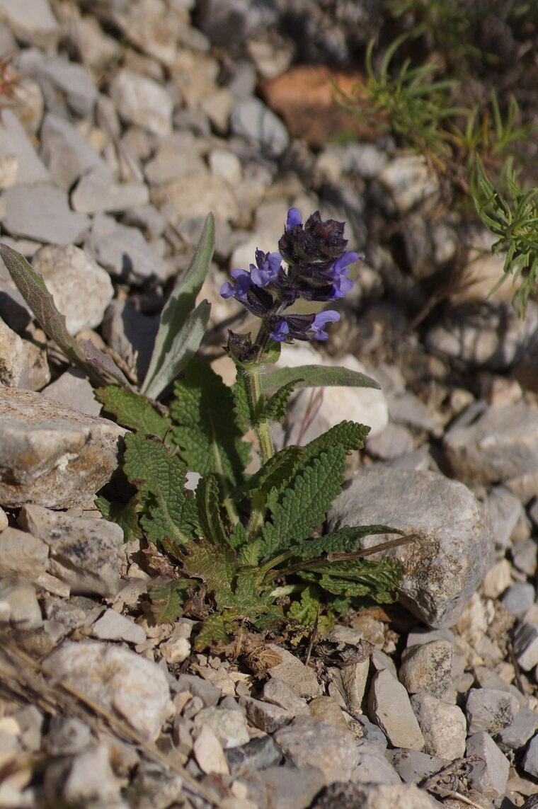 Salvia pratensis