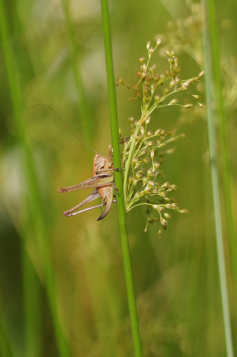 sauterelle sp