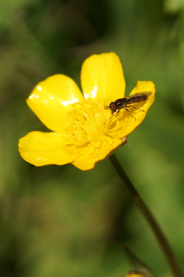 Xylota sp sous réserve