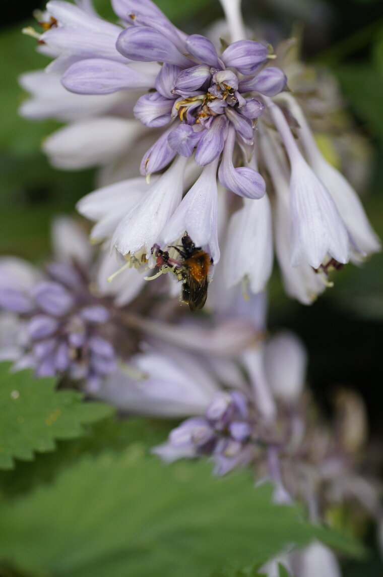 bourdon batifolant au milieu de fleurs d'hosta