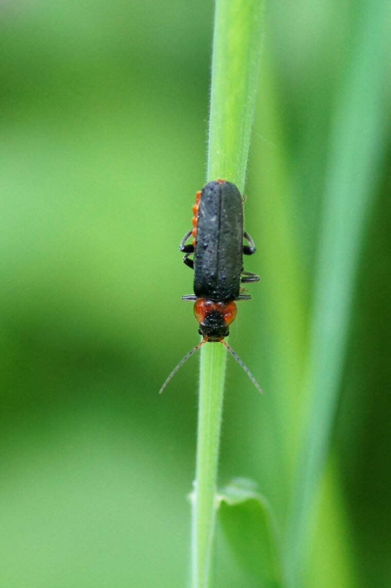 Cantharis fusca