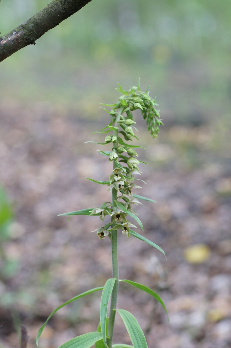 Epipactis hélleborine