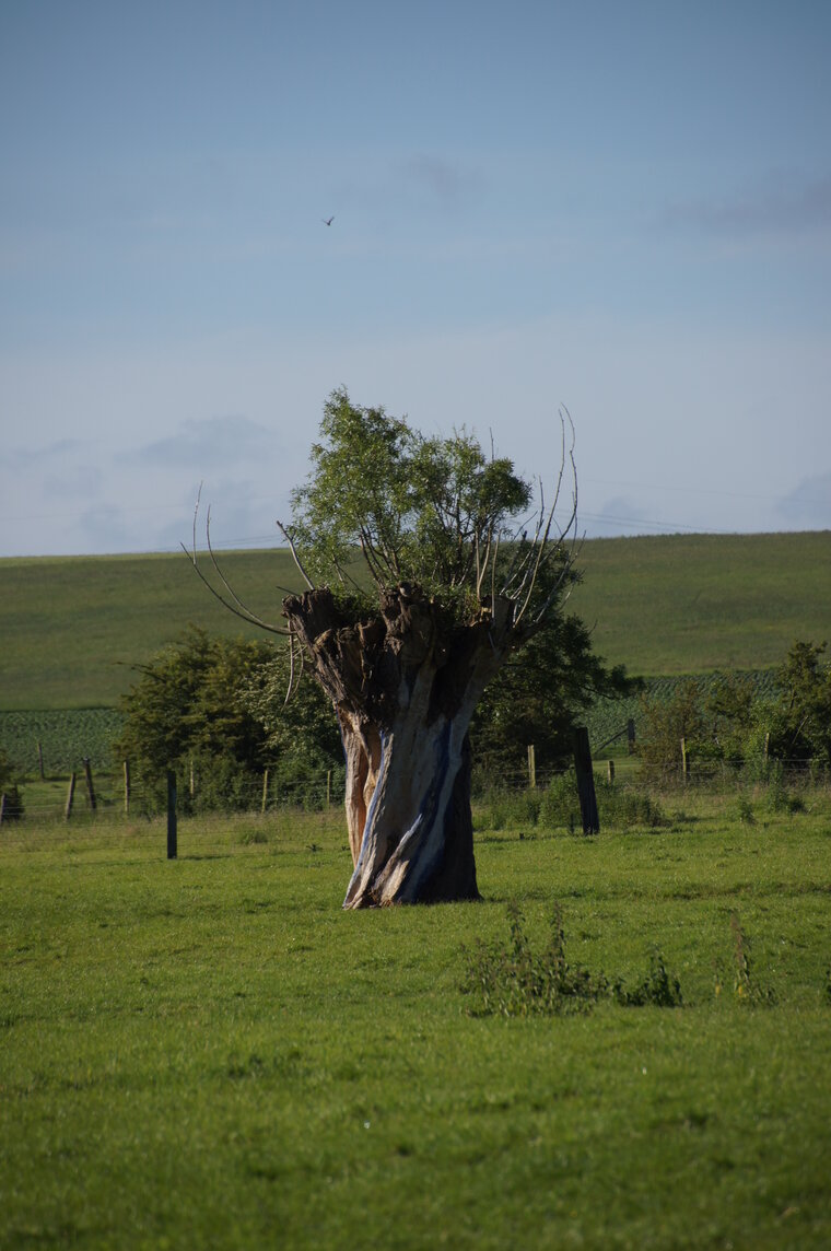 Vieille trogne