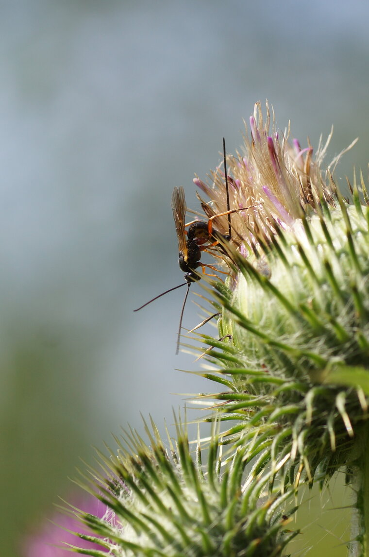 Ichneumon