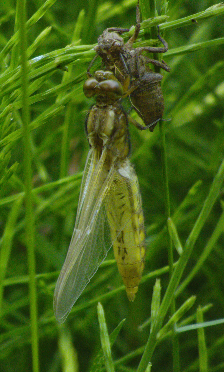 émergence Libellule déprimée Libellula depressa