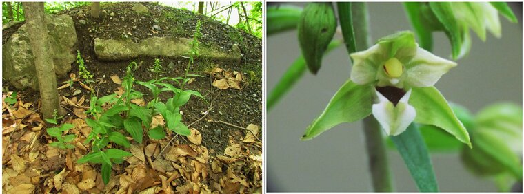 Épipactis petite hellebore 20150725 final