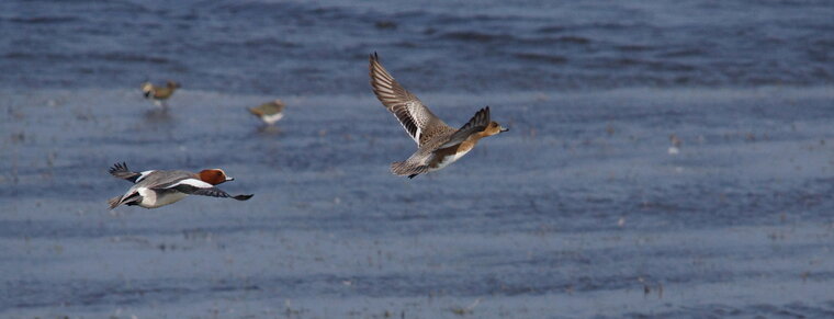 Canards siffleurs