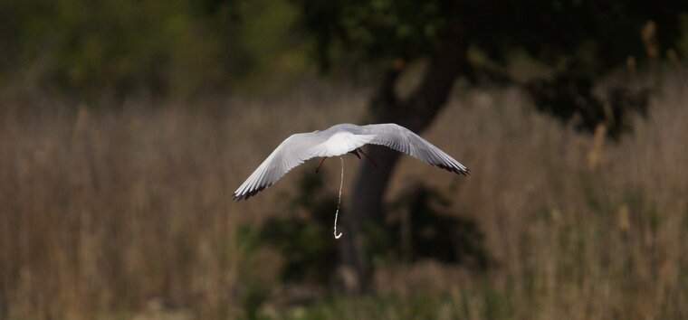 Mouette rieuse