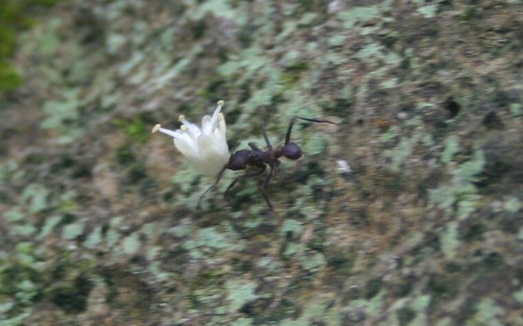 fourmis fourmi manioc 5