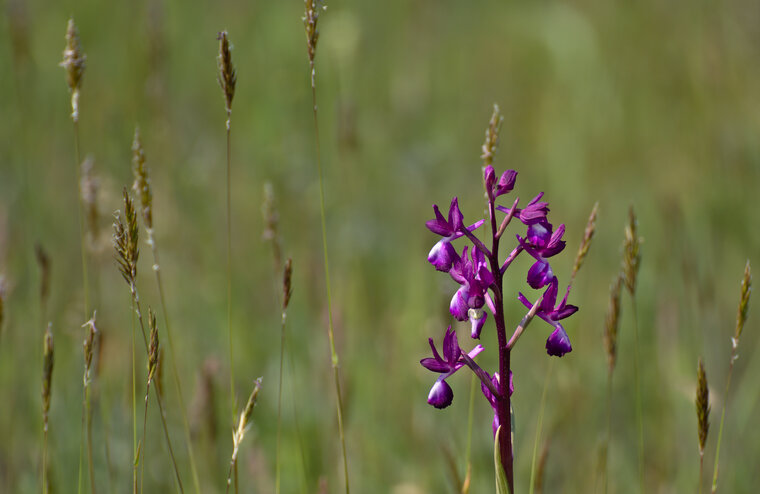 Orchidée