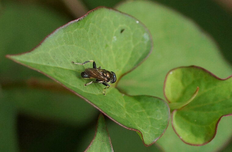 Syrphe Xylota sp sous réserve